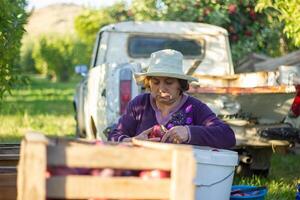 persona nel Mela frutteto, persona nel il giardino foto