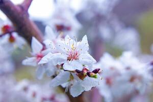 fiori in primavera foto