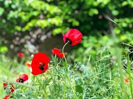 natura nel primavera, primavera scenario foto