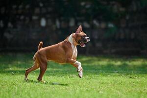 pugile cane in esecuzione e salto su verde erba estate prato all'aperto parco a piedi con adulto animale domestico foto