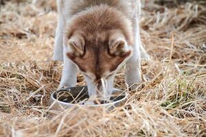 siberiano rauco cane bevande acqua a partire dal metallo ciotola rauco cane con Marrone bianca colore riposo dopo un' correre foto