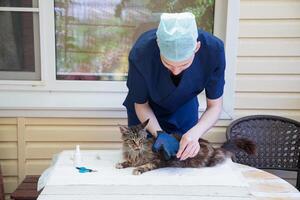 veterinario pettini il Maine coon gatto con guanti, fornisce governare e regolare cura per di razza animali domestici foto