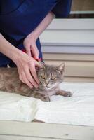 veterinario pettini un' strada gattino a il volontario aiuto stazione, gratuito gatto Aiuto foto