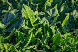 spinaci cresce nel il giardino, all'aperto per un' salutare dieta foto