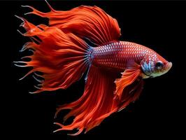 ai generato ritratto di rosso betta pesce su nero sfondo, generativo ai foto