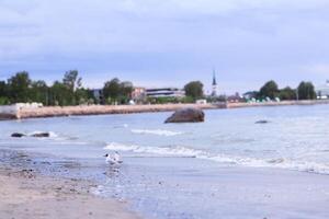 gabbiani su il riva di il baltico mare nel estate foto