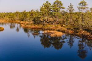 pino alberi su il riva di un' palude lago nel autunno. foto