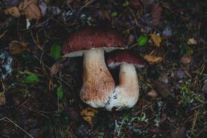 fungo boletus edulis nel il autunno foresta foto