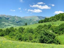 estate scenario, natura nel estate foto