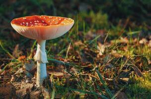 volare agarico amanita muscaria nel il foresta foto