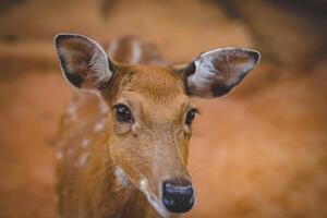 cervo nel il zoo, vicino su di testa e collo. foto