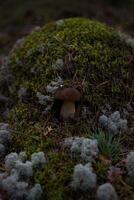 boletus edulis fungo in crescita su un' muschioso ceppo foto