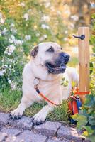 labrador cane da riporto è seduta nel il giardino vicino il recinto foto