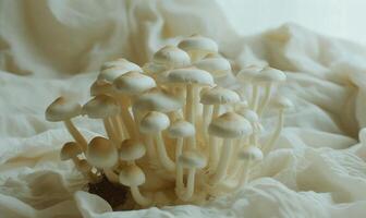 ai generato shimeji funghi su bianca tessuto sfondo. shimeji funghi foto
