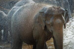 selvaggio asiatico elefante bagnarsi nel pinnawala villaggio di sri lanka. pinnawala ha il maggiore mandria di prigioniero elefanti nel il mondo. foto