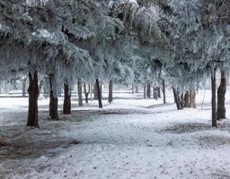 nebbioso paesaggio con neve, neve coperto alberi, freddo inverno scenario foto