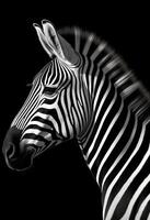 ai generato un' monocromatico foto di un' zebra con un' nero sfondo