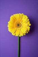 ai generato evidenziatore giallo gerbera su un' grassetto viola sfondo foto