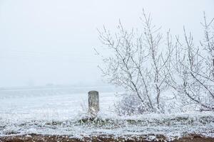 nebbioso paesaggio con neve, neve coperto alberi, freddo inverno scenario foto