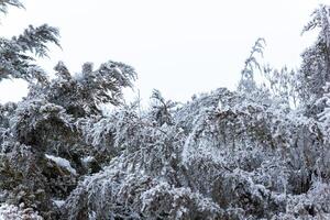 nebbioso paesaggio con neve, neve coperto alberi, freddo inverno scenario foto