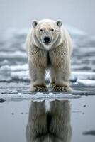 ai generato polare orso in piedi su ghiaccio foto