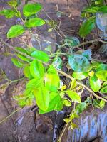 un' pianta con verde le foglie e frutta su il terra foto