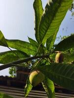 un' albero con frutta sospeso a partire dal esso foto