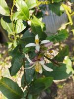 un' piccolo arancia albero con bianca fiori foto