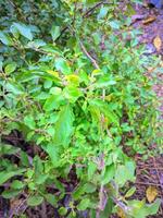 un' cespuglio con verde le foglie e piccolo verde le foglie foto