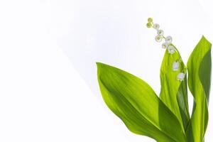 bianca fiori di giglio di il valle. convallaria maialis, isolato su bianca sfondo. foto