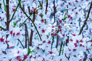 ciliegia fiorire nel molla, bianca fiori su il primavera albero foto