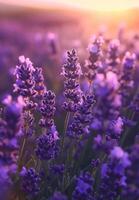 ai generato lavanda campo nel il luce del sole, lavanda fiori avvicinamento foto