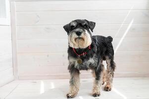 schnauzer cane in piedi nel luminosa camera foto