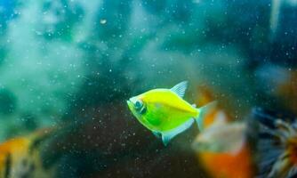 acquario con pesce, colorato tropicale Pesci nel acquario, esotico Pesci nel acquario foto