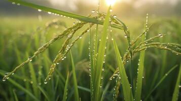 ai generato il rugiada punto di il risaia nel il presto mattina foto