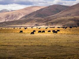 gregge di yaks pascolo a il valle di kham. foto