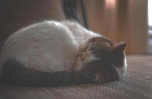 un' bianca gatto dorme arricciato su su il divano. cinematico foto