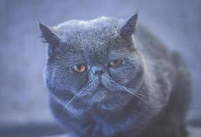 esotico capelli corti gatto. Marrone occhi - cinematico foto