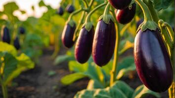 ai generato maturo melanzana il giardino all'aperto foto