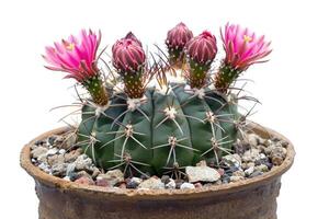 ai generato fioritura cactus pianta nel un' argilla pentola foto