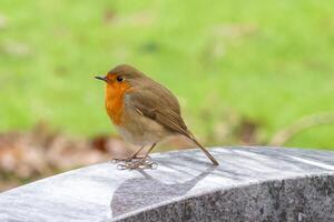 pettirosso su un' pietra foto