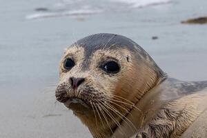 giovane foca su il spiaggia di Westkapelle Zeeland Olanda nel febbraio foto