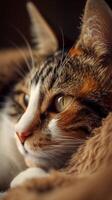 ai generato avvicinamento ritratto di un' contemplativo soriano gatto guardando lontano foto