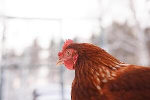 pollo avvicinamento di un eco-pollame azienda agricola nel inverno, free-range pollo azienda agricola foto