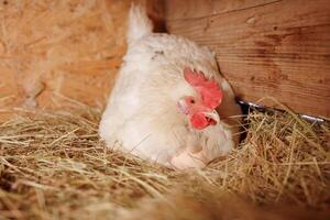 rosso posa gallina tratteggio uova nel nido di cannuccia dentro un' di legno pollo cooperativa, gratuito gamma pollo azienda agricola foto