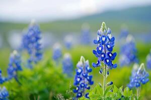 ai generato primavera campo di bluebonnet nel pieno fioritura sotto luce del sole foto