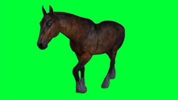 cavallo su un' verde schermo foto