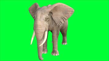 elefante su il verde schermo foto
