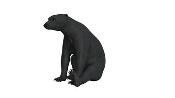 nero orso su bianca sfondo foto
