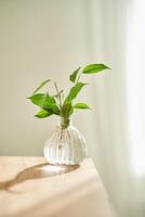 bicchiere vaso nel il sole con un' ficus sparare quello prende radice nel il acqua. foto